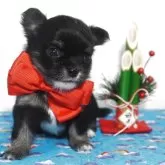 チワワ(ロング)