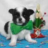 チワワ(ロング)