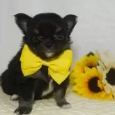 チワワ(ロング)