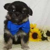 チワワ(ロング)