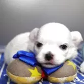 チワワ(ロング)