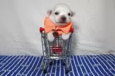 チワワ(ロング)【静岡県・男の子・2025年8月26日・ホワイト】の写真13「10㌢カートにin🛒」