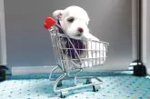 マルチーズ【静岡県・男の子・2025年8月3日・ホワイト】の写真13「10㌢カートにin🛒」