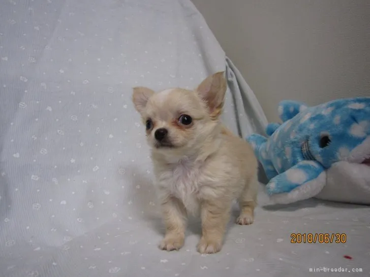ID:1806-01545の子犬