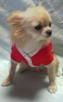 ケイコ 様のお迎えした子犬