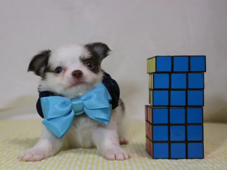 ID:2109-02274の子犬