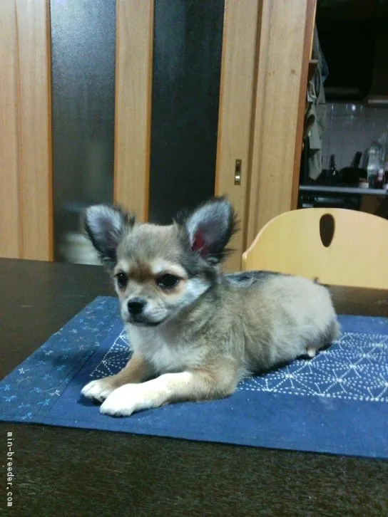 ID:1603-01452の子犬