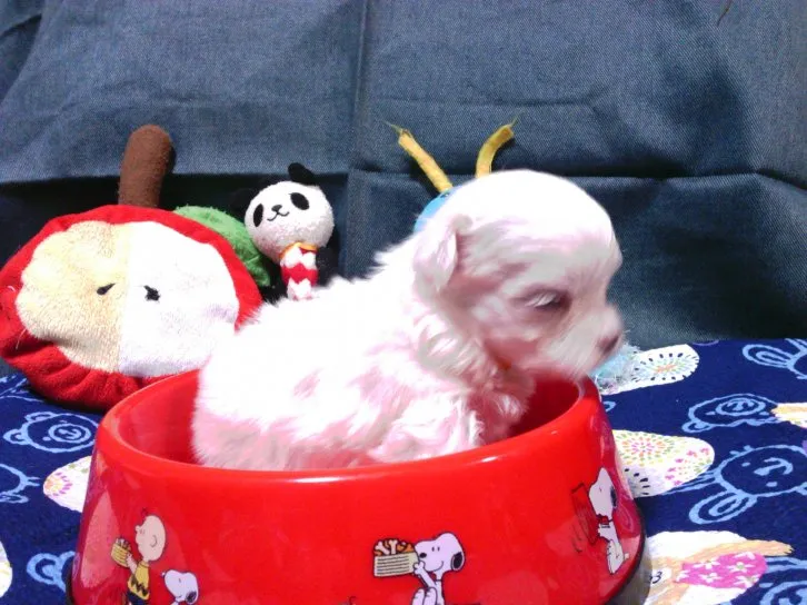 みん&らん 様のお迎えした子犬