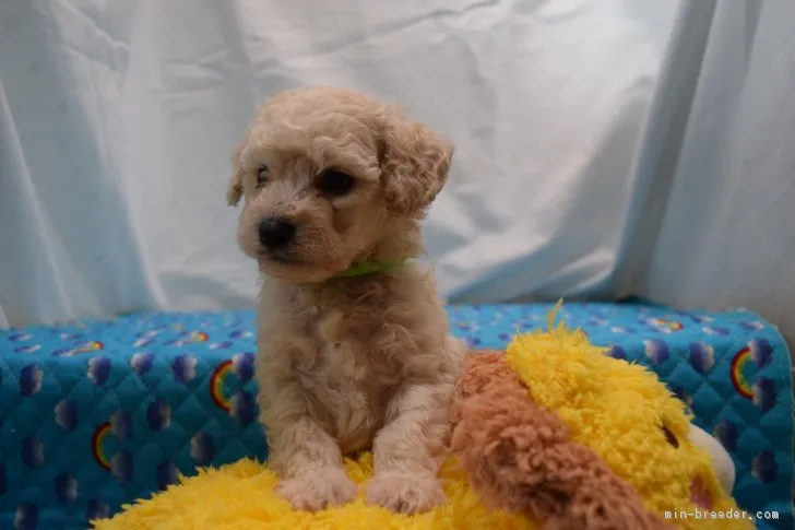 ID：1810-02012の子犬