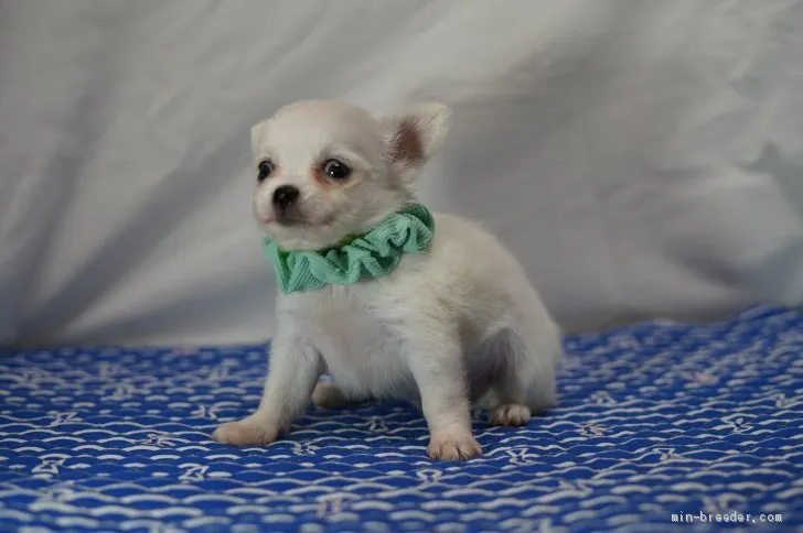 ID:2008-00824の子犬