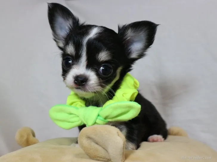 ID:2112-01269の子犬