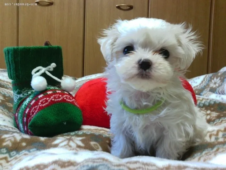 ID:1611-01145の子犬