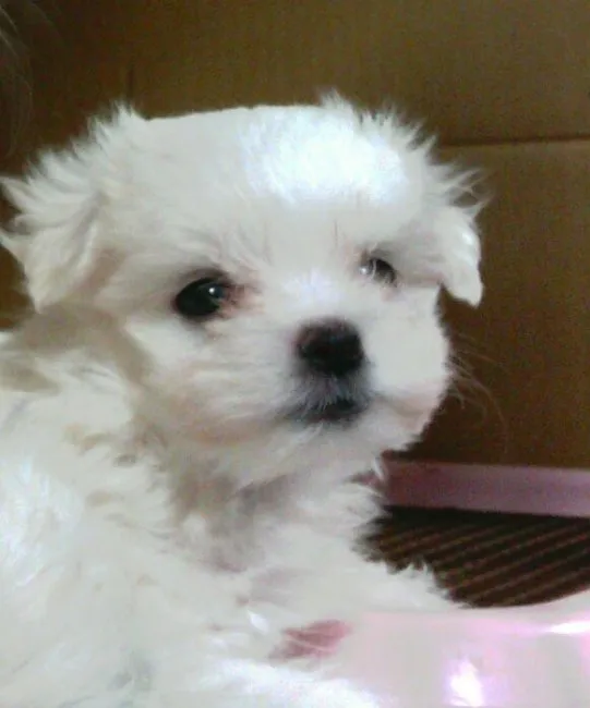 ID：1605-01316の子犬