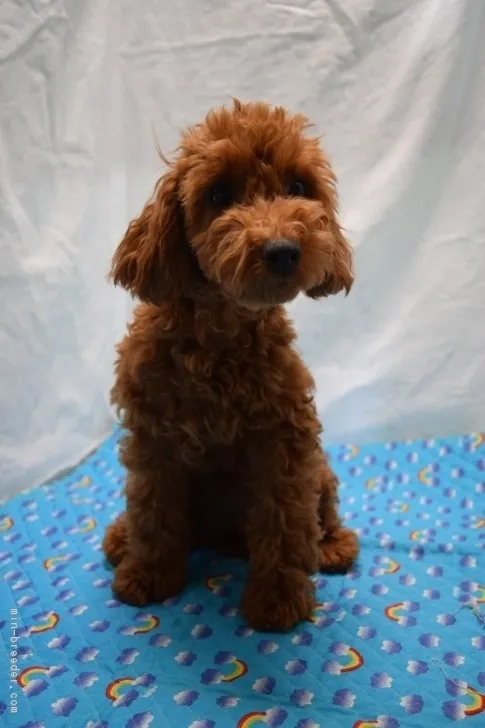 ID：1805-01351の子犬