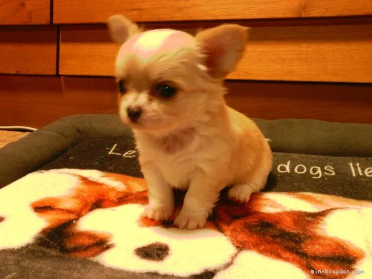ID：1604-00664の子犬