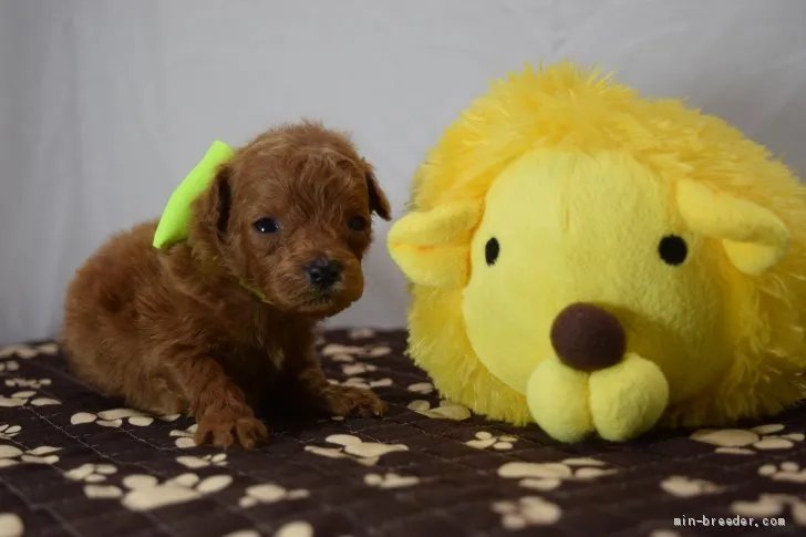 ID：1908-03435の子犬