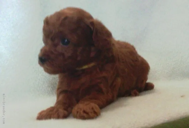 ID：1805-01352の子犬