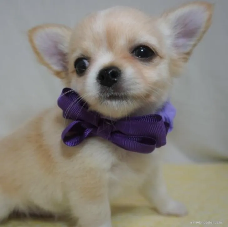 ID:2208-04339の子犬