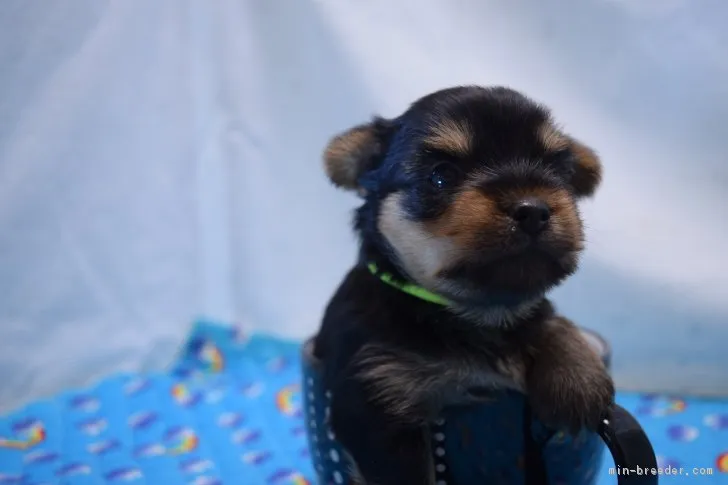 ID：1901-01720の子犬