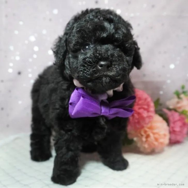 ID:2305-01013の子犬