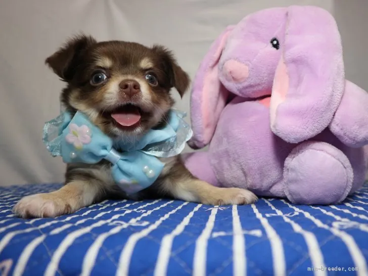 ID：2107-00152の子犬