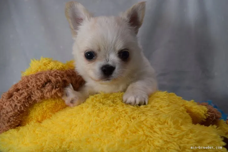 ID：1904-00558の子犬