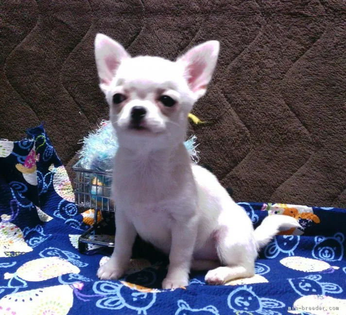 ID:1610-00340の子犬