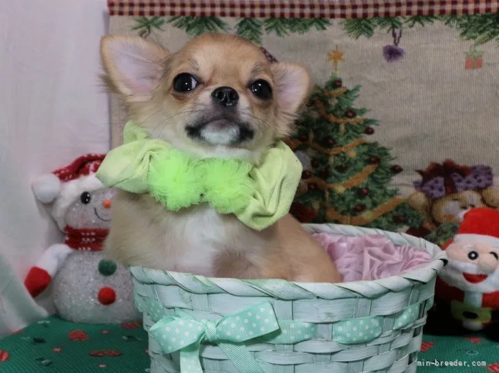 ID:2109-00209の子犬