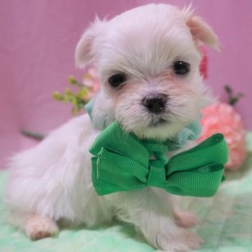マルチーズ【静岡県・男の子・2023年4月23日・ホワイト】の写真「kawaiiお顔の緑君💚」