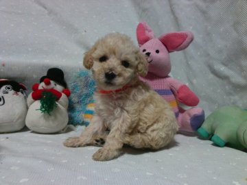 トイプードル(タイニー)【静岡県・女の子・2017年11月17日・クリーム,ホワイト】の写真「戌年スペシャルセール♡オレンジ姫」