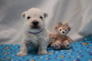 ウエストハイランドホワイトテリア【静岡県・男の子・2019年3月13日・ホワイト】の写真「小振りな白くまくん，パープル君」