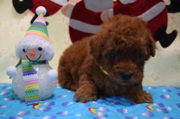 トイプードル(タイニー)【静岡県・女の子・2018年11月11日・レッド】の写真「むっちりコロコロ黄色姫ご飯大好きだよ♡♡」