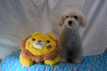 トイプードル(タイニー)【静岡県・女の子・2019年2月16日・クリーム⇒ホワイト】の写真「コロコロもふもふの女の子」