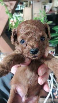 トイプードル(タイニー)【静岡県・男の子・2017年11月15日・レッド】の写真「小振りな男の子」