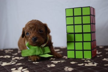 トイプードル(タイニー)【静岡県・女の子・2019年8月16日・レッド】の写真「お目々が開きましたよ〜❤三女みどり姫」