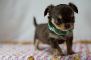 チワワ(ロング)【静岡県・男の子・2020年12月20日・チョコタン&クリーム】の写真「アップルヘッドの小ぶりイケワン予想!」