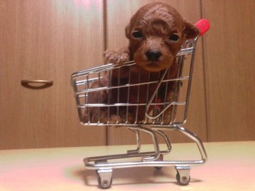 トイプードル(トイ)【静岡県・女の子・2016年7月16日・レッド】の写真「77㌘で産まれたちびちびチャン」