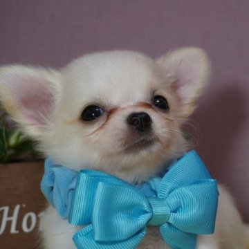 チワワ(ロング)【静岡県・女の子・2023年5月17日・クリーム&ホワイト】の写真「5縁が繋がる様に掲載スペシャル価格!」