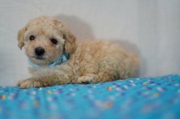 トイプードル(タイニー)【静岡県・男の子・2019年9月22日・クリーム⇒ホワイト】の写真「イケメン予想、コロコロの男の子、青君」