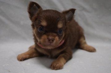 チワワ(ロング)【静岡県・女の子・2018年7月11日・チョコタン&クリーム】の写真「チョットおすましピンク姫訳有超特価♥」