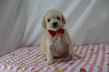 トイプードル(タイニー)【静岡県・女の子・2020年3月30日・クリーム⇒ホワイト?】の写真「姉妹の中で一番小さなレッド姫」