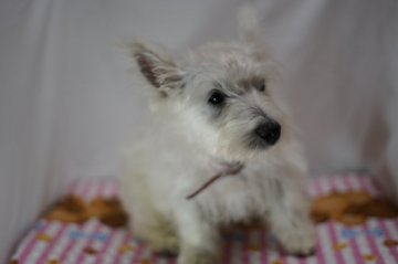 ウエストハイランドホワイトテリア【静岡県・女の子・2019年9月6日・ホワイト】の写真「4姉妹の中で一番小さなちび姫ちゃん」