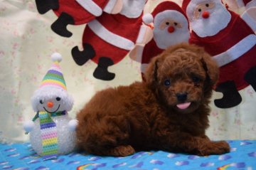 トイプードル(タイニー)【静岡県・男の子・2018年11月11日・レッド】の写真「色素バッチリのイケワン予定の緑君」