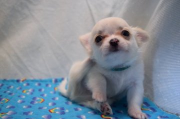 チワワ(ロング)【静岡県・男の子・2018年8月8日・ホワイト&クリーム】の写真「コロコロアップルベッドのイケワン君」
