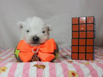 ウエストハイランドホワイトテリア【静岡県・女の子・2021年12月22日・ホワイト】の写真「７匹兄妹の長女オレンジ姫🧡」