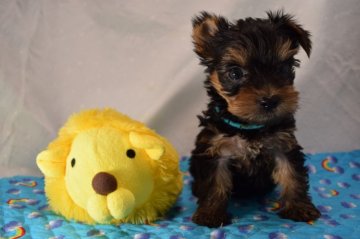 ヨークシャーテリア【静岡県・男の子・2019年3月2日・スチールタンブルー】の写真「ムチムチコロコロの青〜君」