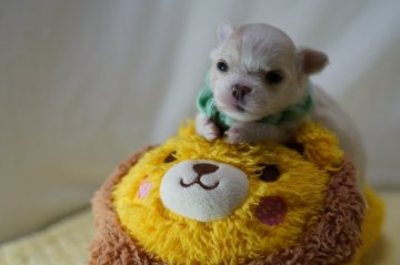 チワワ(ロング)【静岡県・女の子・2020年10月30日・クリーム&ホワイト】の写真「kawaiiみどり姫💚」