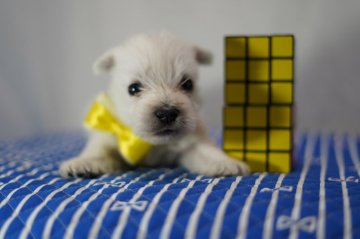 ウエストハイランドホワイトテリア【静岡県・女の子・2019年9月6日・ホワイト】の写真「シロクマのような♡プリンセス」