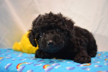 トイプードル(タイニー)【静岡県・男の子・2019年2月16日・ブラック】の写真「ムチムチのイケワン予想♡」