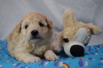 トイプードル(タイニー)【静岡県・男の子・2019年5月8日・クリーム】の写真「コロコロのお顔の詰まった男の子」